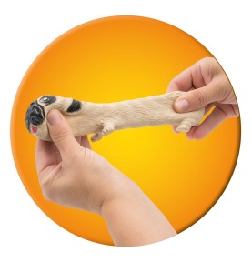 AS Ζουληχτός Σκύλος Pug  Για 3 Χρονών (1027-64224)